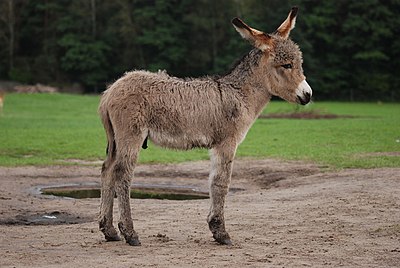 Keledai (Equus asinus) berusia 3 minggu di Kadzidłowo, Polandia.