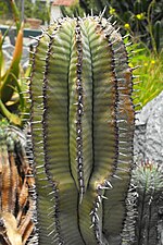 Miniatura para Euphorbia polygona