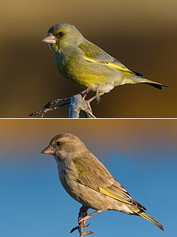 Žaliukė (Carduelis chloris)