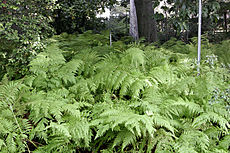 Ferns, Melbourne Botanical Gardens
