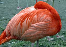 Frankfurt Hayvanat Bahçesinde bir flamingo