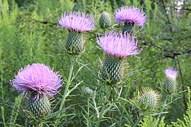 Field thistle