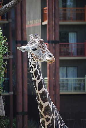 Giraffe at Disney's Animal Kingdom Lodge