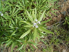 Globularia salicina (Puntallana)