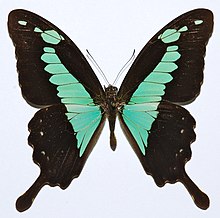 Papilio phorcas ruscoei