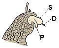 Drawing of head of mating H. pomatia with everted penis and dart sac shooting a love dart