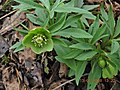 Helleborus dumetorum