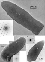 Miniatura para Nitrospirota