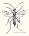 Hym-proctotrupidae-sp.gif