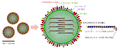 インフルエンザウイルスの構造