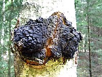 an image of Chaga mushroom growing on the side of a birch tree