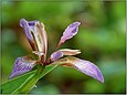 Blüte der Koralleniris