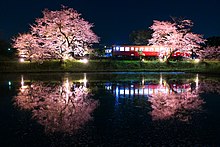 小湊鉄道線の飯給駅でライトアップされた桜の水鏡と、キハ200形気動車