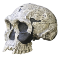Miniatura para Homo habilis