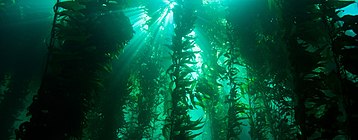 Giant kelp is a foundation species for many kelp forests. Kelp Forest (12801115735).jpg