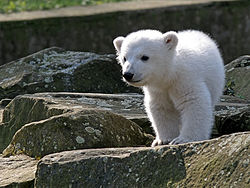 Knut ve svém výběhu