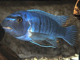 Labeotropheus trewavasae