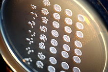 Yeast colonies on an agar plate. This "frogging" assay compares the viability of different yeast mutants. Laboratoorne pagariparm (Saccharomyces cerevisiae) agariplaadil..JPG