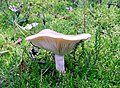 Lactarius trivialis sin. bertillonii