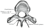 Miniatura para Lámina vertebral