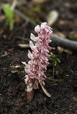 Gegužinė žvynašaknė (Lathraea squamaria)