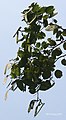 Leaves & Pods at Kolkata, West Bengal, India