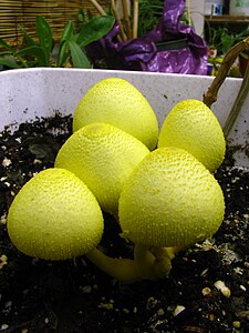 Leucocoprinus birnbaumii 56049. jpg