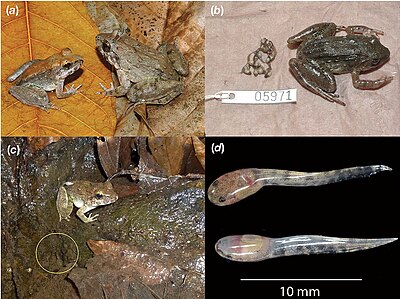 File:Limnonectes larvaepartus - a fanged frog that gives birth to tadpoles.jpg