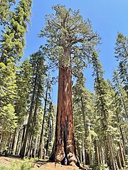 Lincoln Tree (distance)