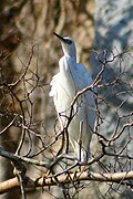 Madagaskarzilverreiger (Egretta dimorpha)