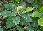 Mohwa (Mohwa, Mahula, Banmahuva, Maul in Bengali, Madhuka in Sanskrit, Mohwa, Mahua, Jangli-mona, Maul in Hindi, मोह (moha) in Marathi, Kat-illipi, Illupai in Tamil) -- Madhuca latifolia, or Madhuca longifolia