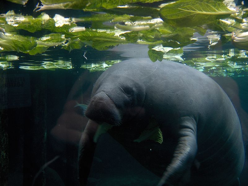 Manatee like me in the bathtub