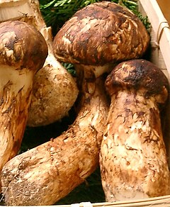 їстівний гриб Tricholoma matsutake