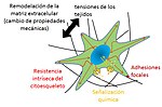 Miniatura para Mecanobiología