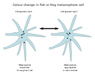 Melanophores with dispersed or aggregated melanosomes.svg