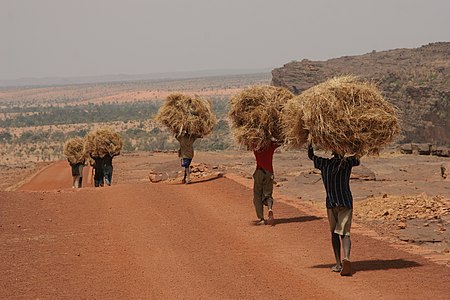 Hombres transportando forraje.