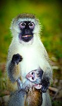 File:Monkey mother with her baby Photo by Dpiskho