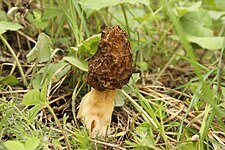 Morchella vulgaris