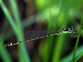 Mortonagrion hirosei