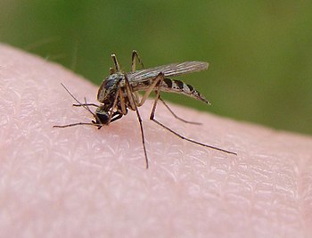 A mosquito biting 