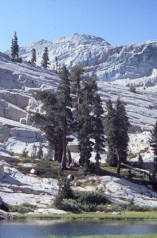 Description de l'image Mountain Hemlock.jpg.