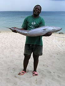 Man holding a tuna by the shore of the bay