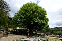 Kopflinde, Winterlinde (Tilia cordata), auf dem Friedhof