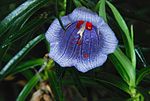 Vignette pour Nesocodon mauritianus