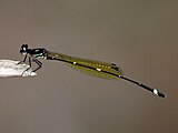 Male in Cairns