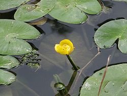 Dzeltenā lēpe (Nuphar lutea)