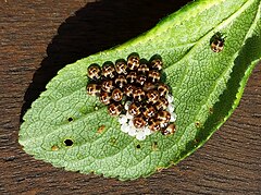 Eggs and young nymphs