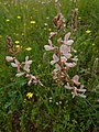 Onobrychis Viciifolia in Behbahan