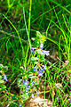 popenec břečťanolistý (též popenec obecný, Glechoma hederacea) - Vachovec1