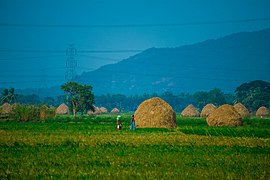 Rizières près de Kunavaram. Cette céréale est le principal produit agricole de cet état surnommé le grenier à riz de l'Inde.
